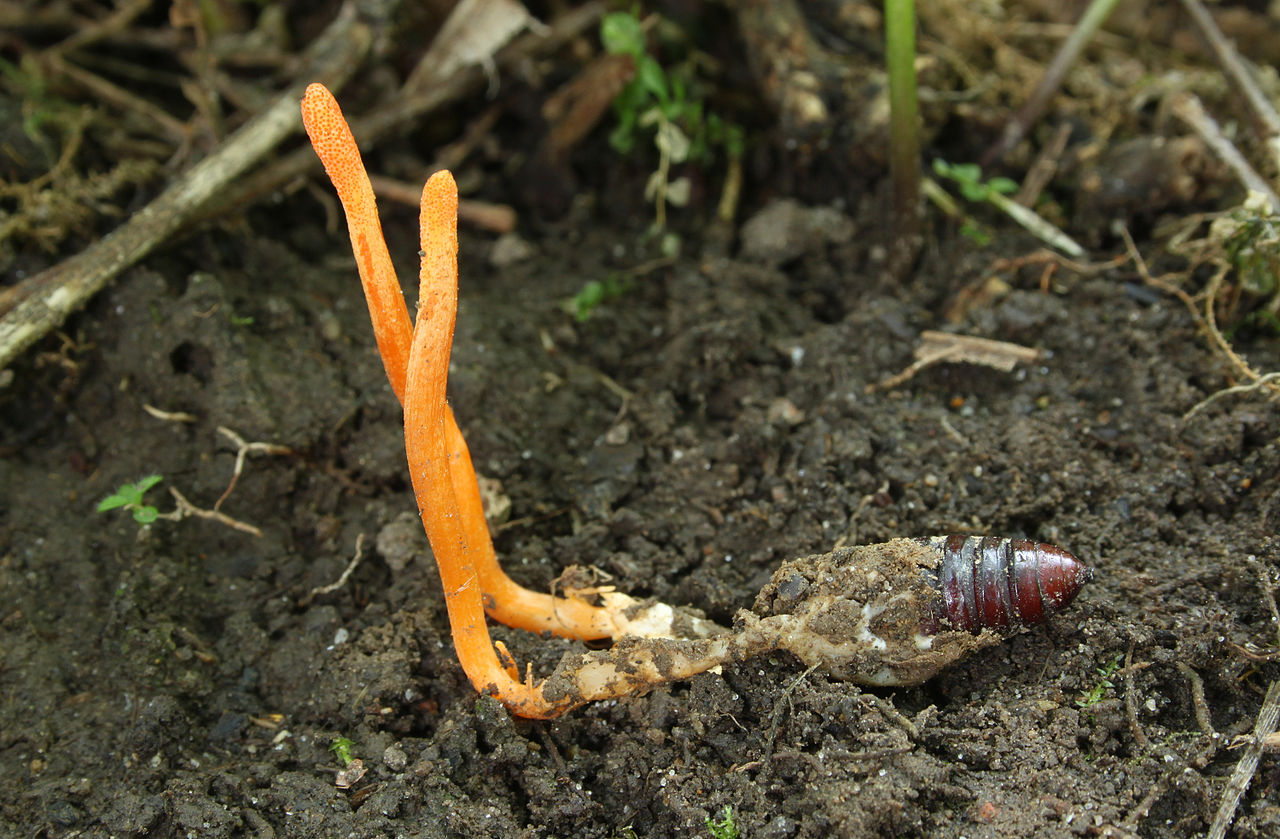 Cordyceps
