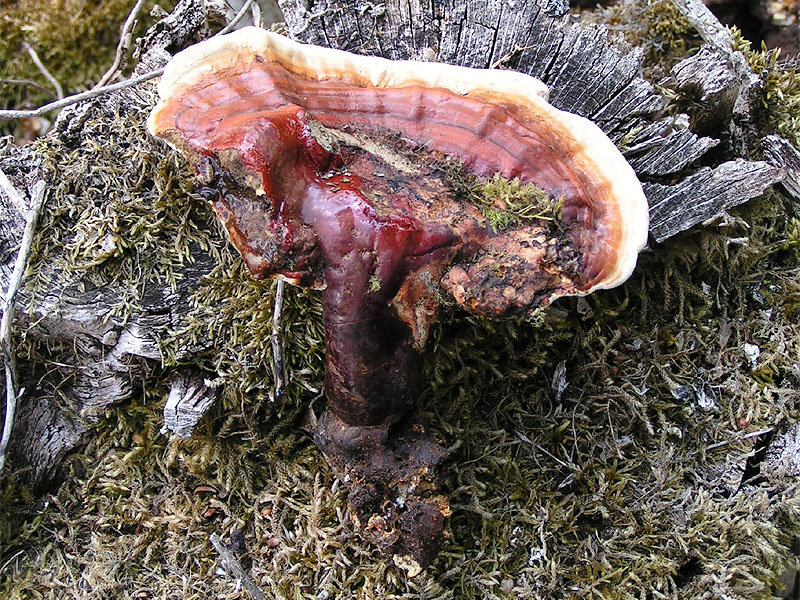 Reishi